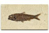 Detailed Fossil Fish (Knightia) - Wyoming #370866-1